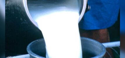 समयमै दूधको भुक्तानी गर्न किसानको माग