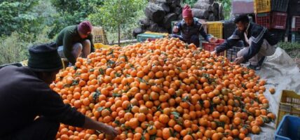 बेमौसममा बिक्री गर्न चिस्यान गृहमा सुन्तला भण्डारण गर्दै किसान