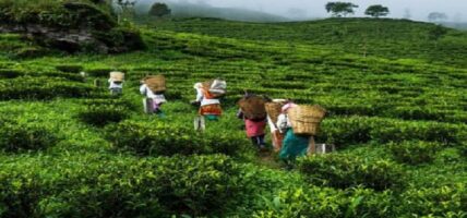 ५२ प्रतिशतले बढ्यो चिया निर्यात