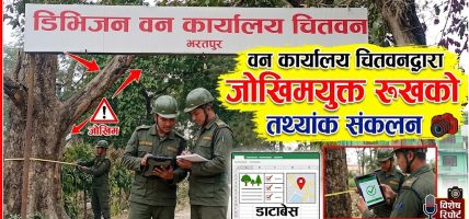 वन कार्यालय चितवनद्वारा जोखिमयुक्त रुखको तथ्यांक संकलन