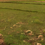 गत आवमा सात खर्ब २० अर्बको घरजग्गाको कारोबार गत आवमा सात खर्ब २० अर्बको घरजग्गाको कारोबार