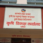 ‘कात्तिक १५ गतेपछि मात्र धान भित्र्याउनु’ : कृषि विकास कार्यालय ‘कात्तिक १५ गतेपछि मात्र धान भित्र्याउनु’ : कृषि विकास कार्यालय
