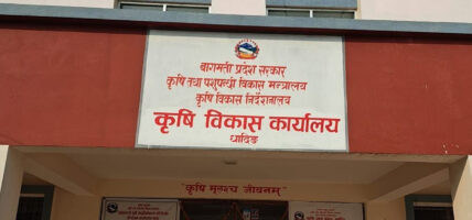 ‘कात्तिक १५ गतेपछि मात्र धान भित्र्याउनु’ : कृषि विकास कार्यालय