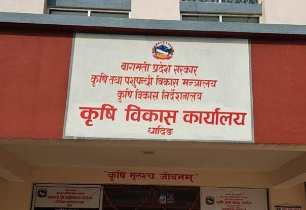 ‘कात्तिक १५ गतेपछि मात्र धान भित्र्याउनु’ : कृषि विकास कार्यालय
