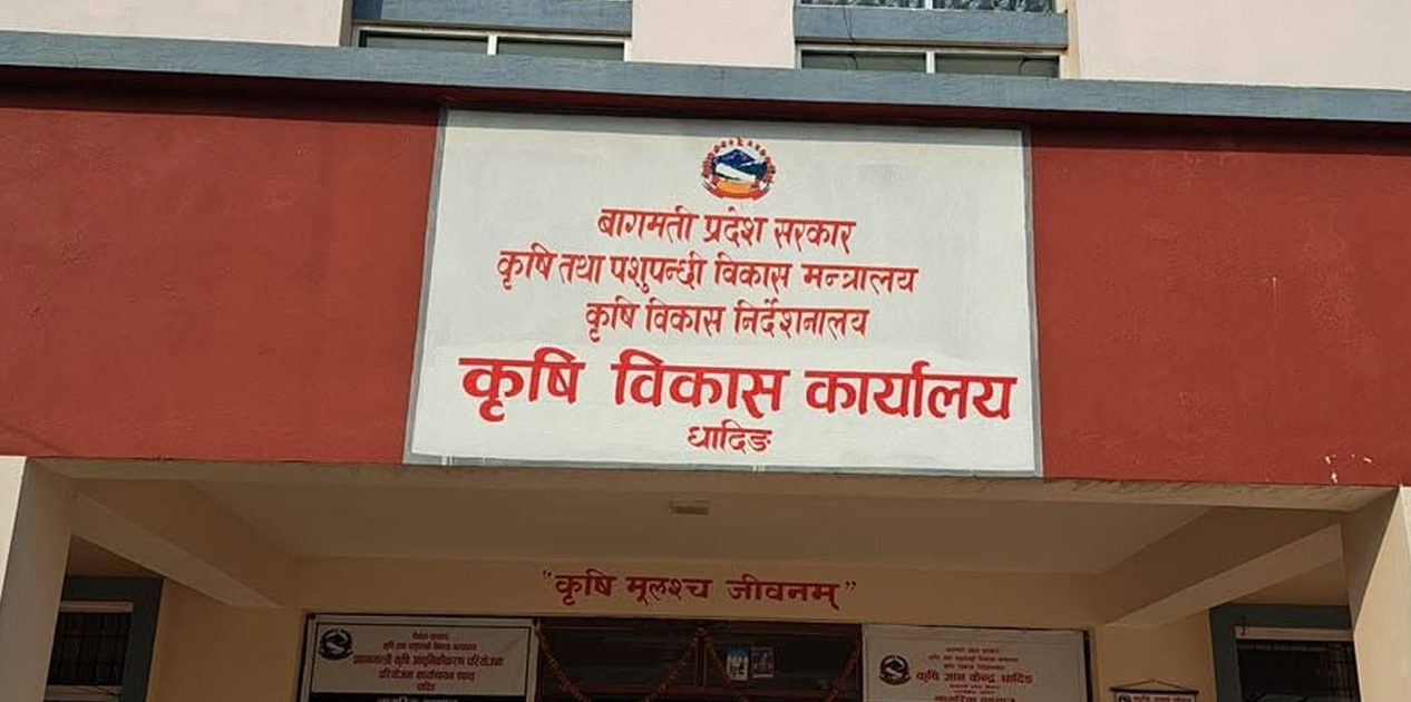 ‘कात्तिक १५ गतेपछि मात्र धान भित्र्याउनु’ : कृषि विकास कार्यालय
