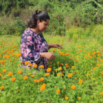 फूलको अग्रिम माग हुन थालेपछि व्यवसायी उत्साहित