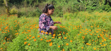 फूलको अग्रिम माग हुन थालेपछि व्यवसायी उत्साहित